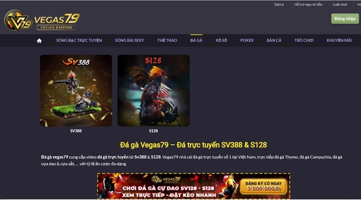Đá gà chất lượng